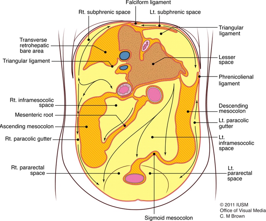Abdominal Wall Mesentery Peritoneum And Vessels Radiology Key